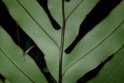 Blechnum colensoi. Paler green abaxial surface of a sterile frond showing decurrent pinna bases.
 Image: L.R. Perrie © Te Papa CC BY-NC 3.0 NZ